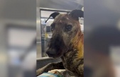 (Özel) Beyninde tümör olan sokak köpeğinin yardımına hayvanseverler koştu