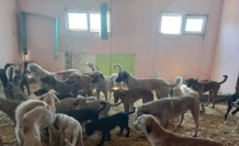 Ezine’de 950 sokak hayvanı kısırlaştırıldı