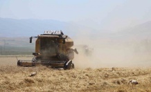 Gökhöyük’te buğday hasadı bereketli başladı: 5 bin ton üretim bekleniyor