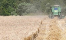 Lapseki’de Buğday Çeşit Demonstrasyon Tarla Günü düzenlendi