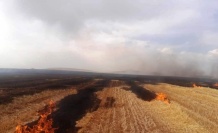 Altıntaş’ta çıkan yangında 500 dekar ekili alan zarar gördü