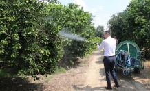 Turunçgilde Akdeniz Meyve Sineğine karşı sıfır toleranslı mücadele