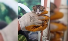Yağmur borusuna sıkışan yavru kediyi market çalışanları kurtardı