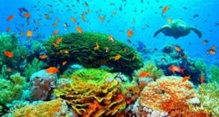 Okyanusların büyüleyici mercanları kayboluyor