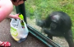 Ziyaretçiden içecek isteyen şempanze şaşırttı
