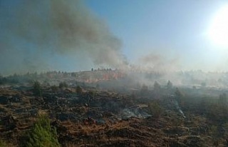 Gaziantep’te orman yangınında 2 hektarlık alan...