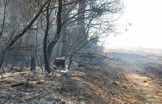 Saros’da ormanlık alandaki yangın kontrol altına...