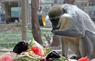 Sıcaktan bunalan maymunların buzlu meyve kokteyli...