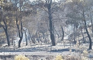 Manisa’daki orman yangını tamamen kontrol altına...