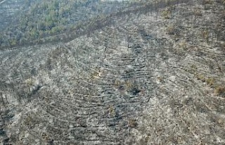 Hatay’daki yangında zarar gören orman alanları...