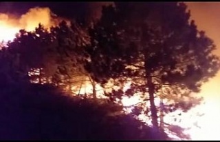 İzmir’deki orman yangını sonrası ağır bilanço:...