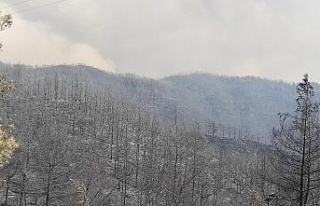 Samandağ’daki orman yangını kontrol altına alındı