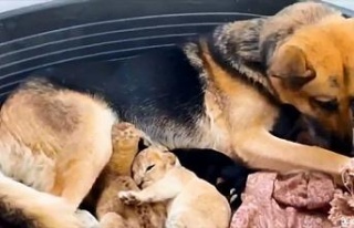 Terk edilen aslan yavrularına köpek annelik yaptı