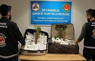 İstanbul Havalimanı’nda 208 kilogram Khat cinsi...