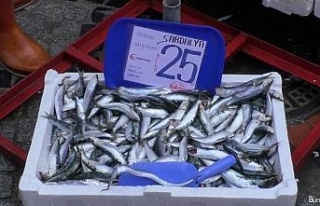 Küçük balıkların fiyatı yarı yarıya düştü
