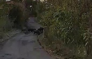 Aç kalan domuz sürüleri köylere inmeye başladı