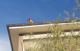 Apartman çatısındaki köpeği görenler şaşkına...