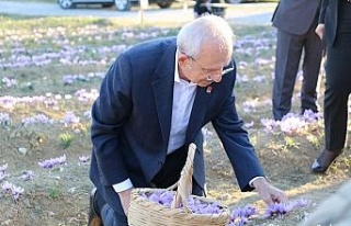CHP Genel Başkanı Kılıçdaroğlu Safran tarlasında...