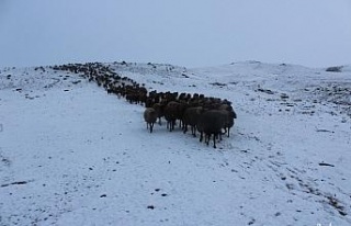Kar yağışı, hayvanlarını otlatan çobanlara...