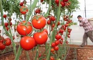 Rusya’nın kotayı arttırması domates piyasasını...