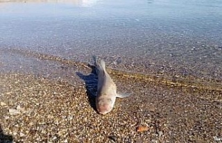Bodrum’da sahile ölü köpek balığı vurdu