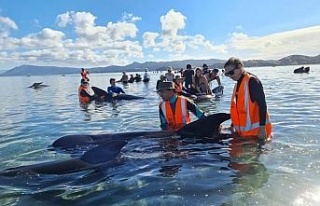 Yeni Zelanda’da 49 pilot balina karaya vurdu, 9’u...