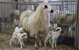 Yerli ve milli koyunlar dördüz yavruladı