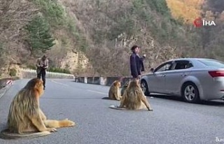 Altın maymunlar Çin’de yol kapattı