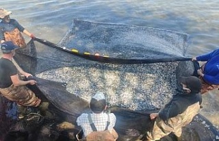 İznik Gölü’nde gümüş balığı rekoru: 1 günde...