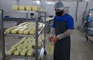 Karadeniz’in mıhlama peynir ihtiyacı Muş’tan