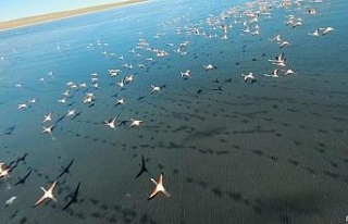 Kuş cenneti Düden Gölü’nde flamingolardan görsel...