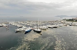 Pendik Marinada denizi kaplayan deniz salyaları havadan...
