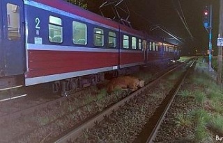 Polonya’da 2 inek tren kazasından yara almadan...