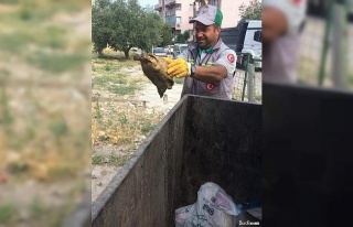 Çöpe atılan kaplumbağayı temizlik görevlileri...