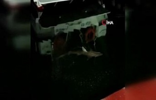 Haliç’te balıkçının oltasına köpek balığı...