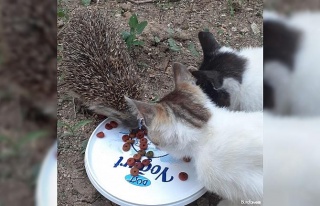 Kirpi ile kedilerin şaşırtan dostluğu