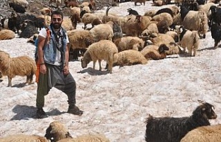 Sıcaktan bunalan koyunların 3000 rakımda kar keyfi