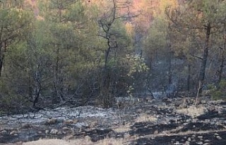 Kilis’teki orman yangını 5 buçuk saatte güçlükle...