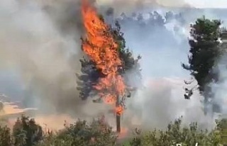 Milas’ta orman yangını çıktı