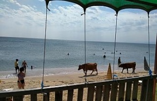 Plajda gezen inekler gülümsetti