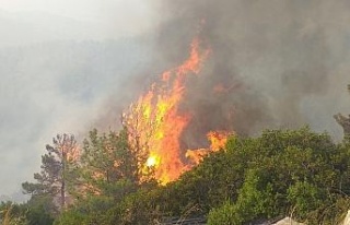 Milas’ta başlayan orman yangını Bodrum’a sıçradı,...