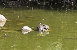 Amasya’da tespit edilen hazer çizgili kaplumbağaları...
