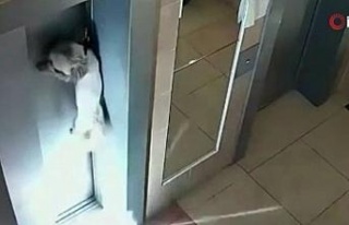 Asansör kapısına sıkışan köpeği apartman sakini...