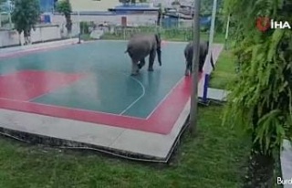 Çin’de yabani filler polis karakoluna girdi