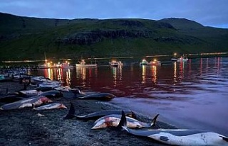 Faroe Adaları’ndaki "festivalde" bin...