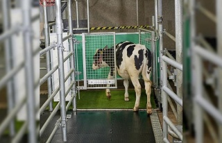 Sera gazı emisyonunu azaltmak için ineklere tuvalet...