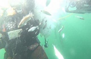 6 bin balık İzmit Körfezi’nde hayat buldu