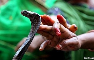 Hindistan’da eşini piton yılanıyla öldüren...