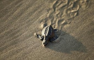 Meksika’da yaklaşık 300 deniz kaplumbağası karaya...