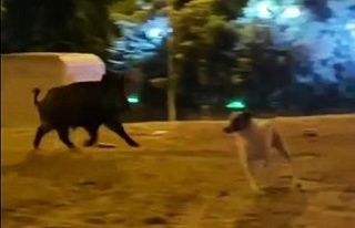 Şehre inen yaban domuzu köpekleri kovaladı